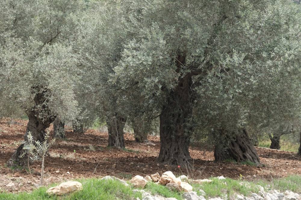Old olive trunks on the red soil of the grove at Mechmech