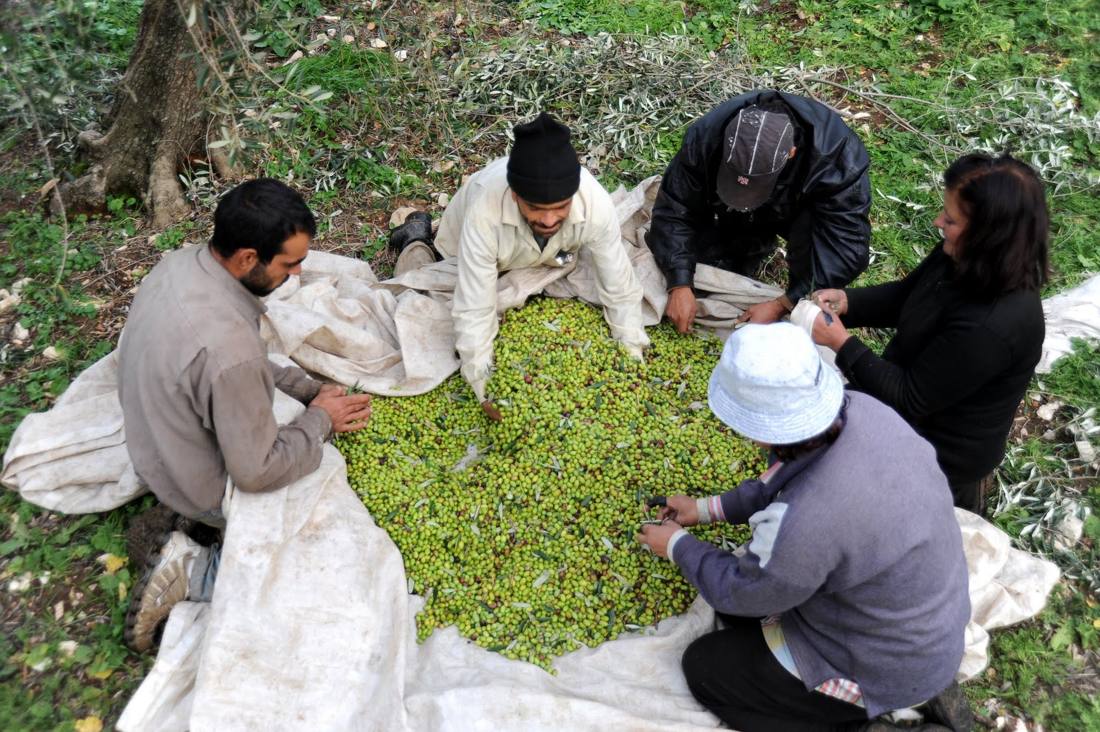 The harvest team gathering green olives from a sheet under the trees