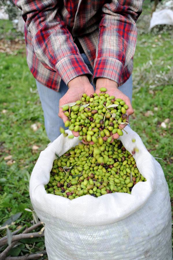 Two hands holding green olives above a full harvest sack
