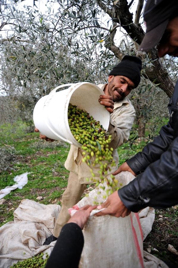 A picker pouring a bucket of olives into a sack