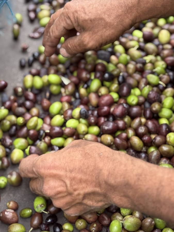 Hands sorting olives by colour, from green to purple