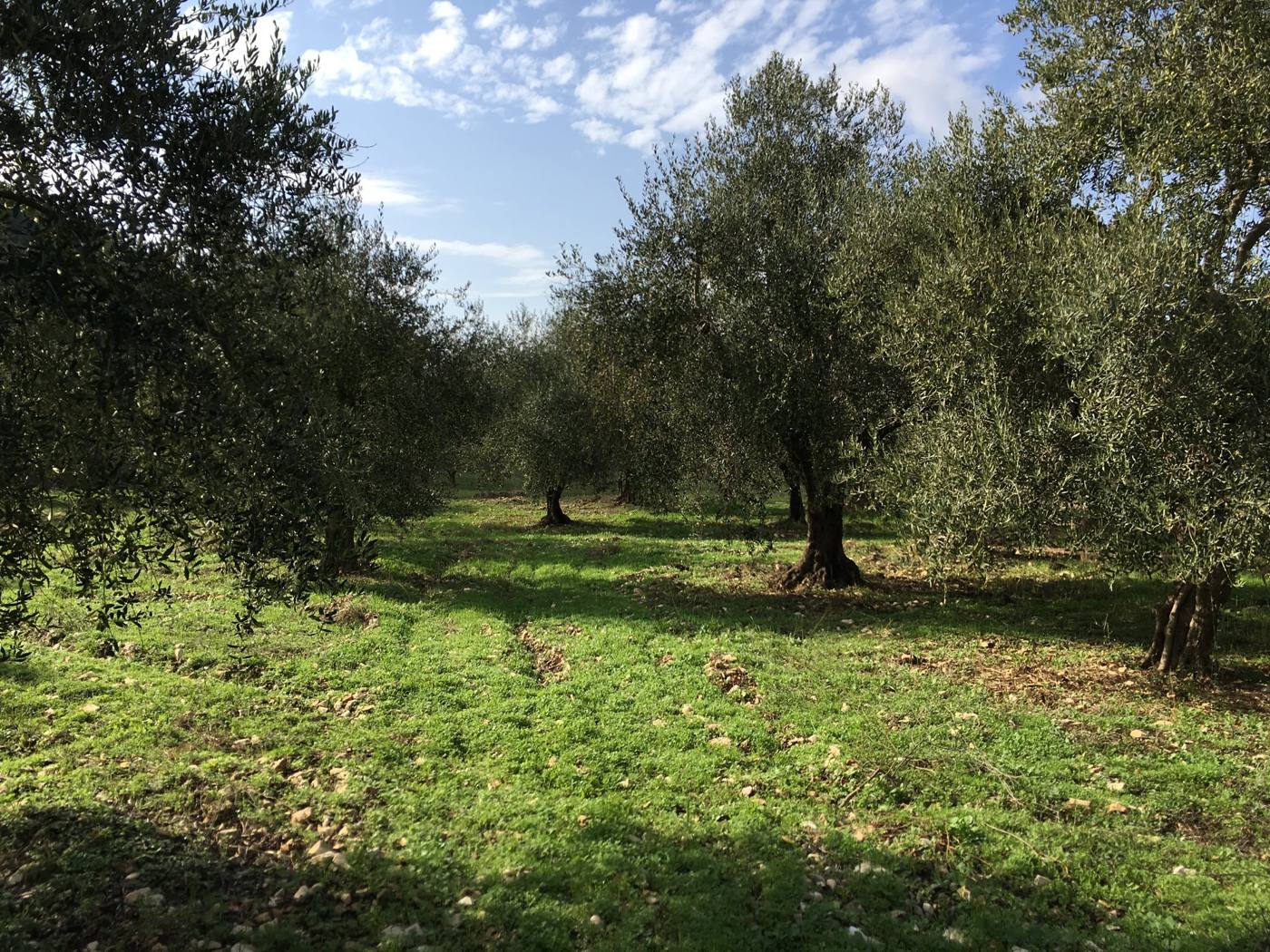 Rows of olive trees on green grass under a blue sky