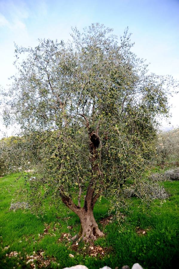 A single olive tree with a twisted trunk standing in green grass