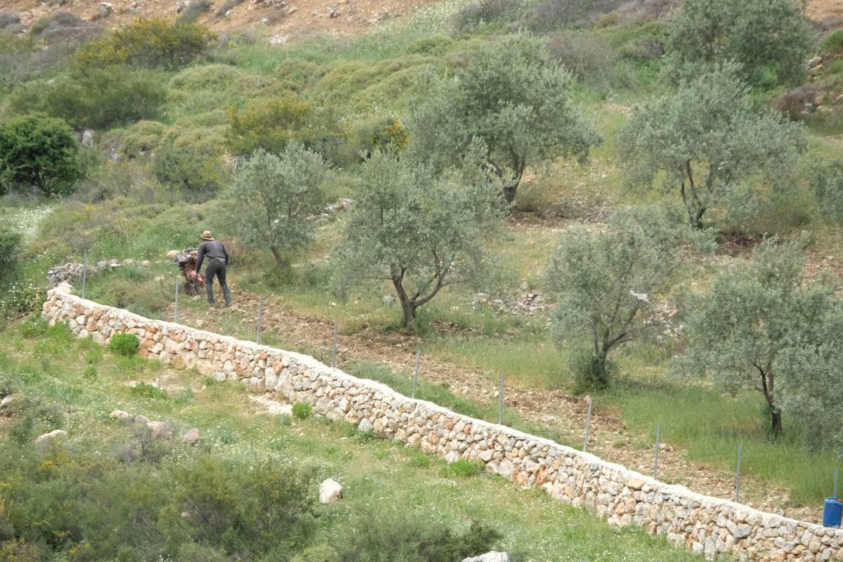 A long dry-stone wall holding up a terrace of young olive trees