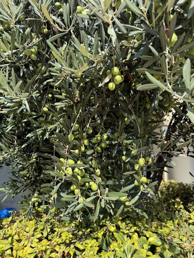 Green olives ripening on a branch