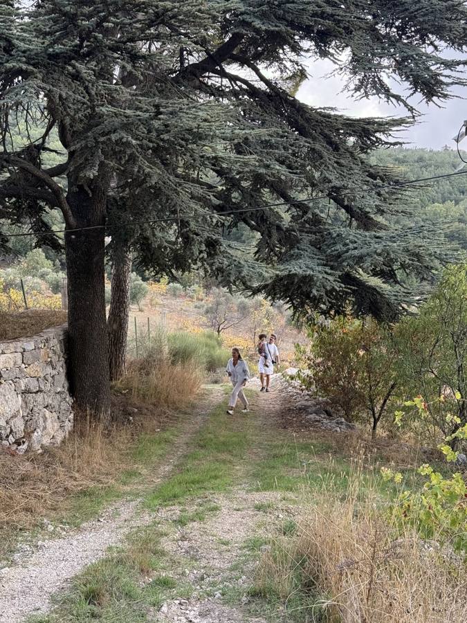 A dirt track under a cedar beside a dry-stone wall