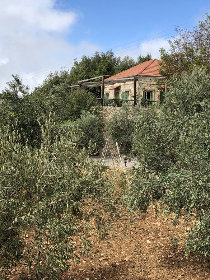 The red-roofed house seen above the olive trees