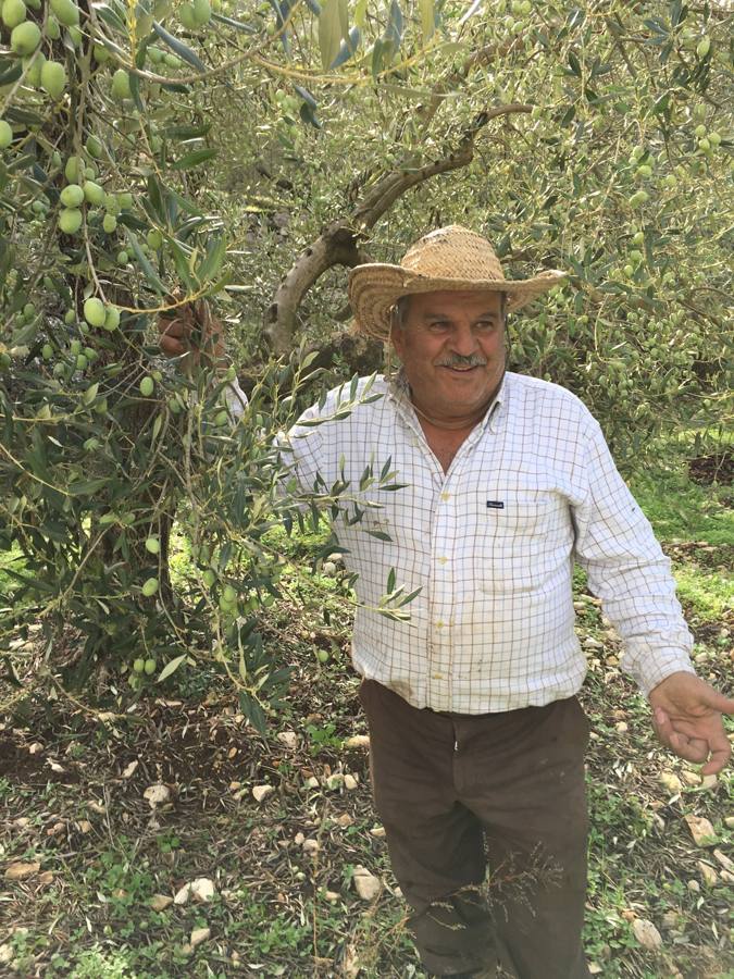 A farmer in a straw hat standing by an olive tree heavy with fruit