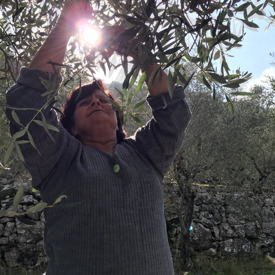 A woman picking olives from a branch against the sun