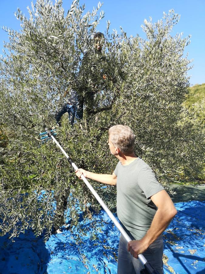 A picker using a long pole above a blue harvest net