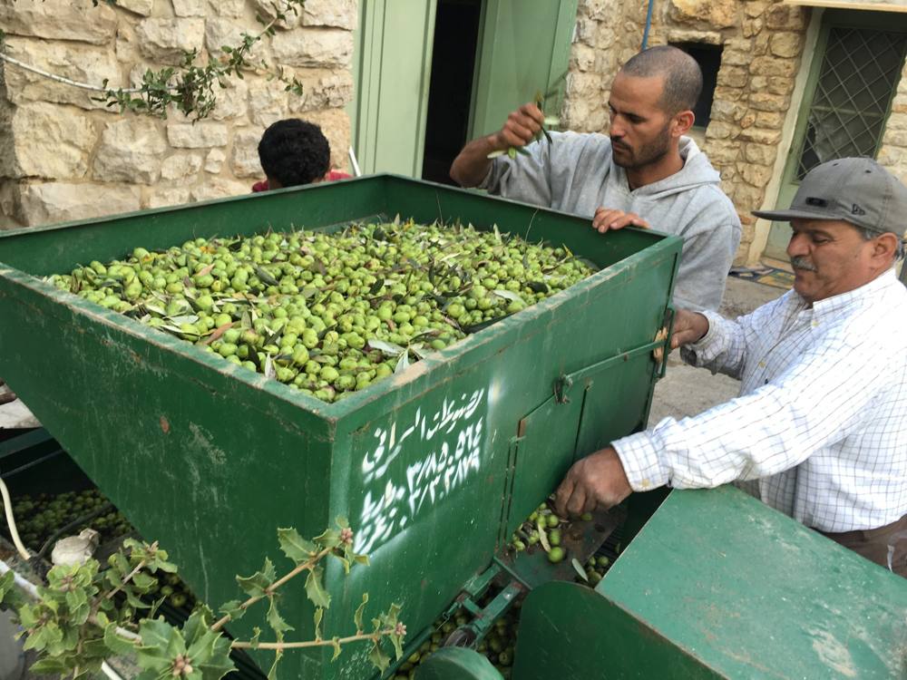 Workers loading olives into the green leaf-cleaning hopper beside the stone house