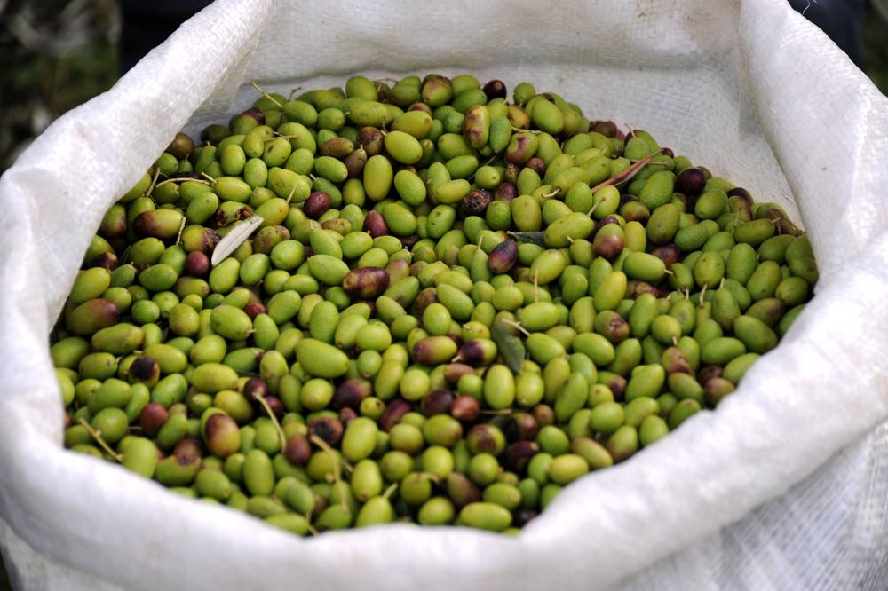 A sack full of green and purple olives