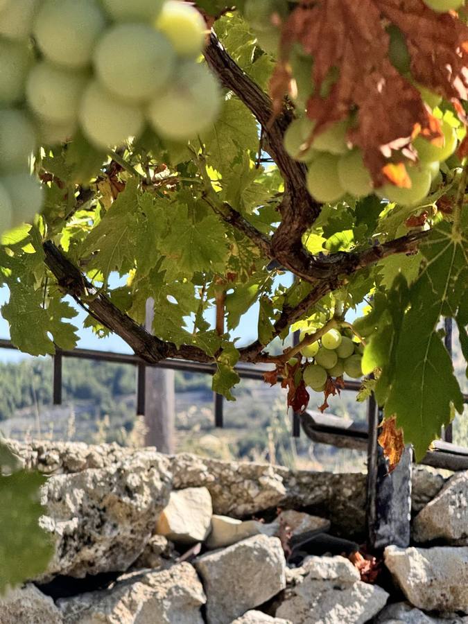 A bunch of green grapes hanging over the terrace wall