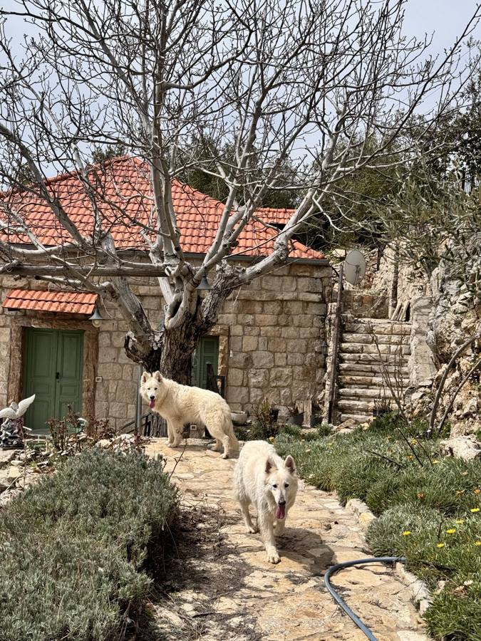 Two white dogs on the stone path in front of the house